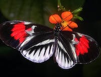 Black butterfly with orange spots on wings
