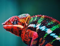 Red chameleon with green and black stripes
