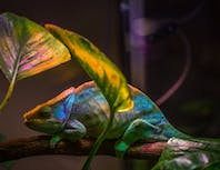 Chameleon underneath two leaves