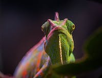 Chameleon looks directly at the camera