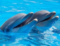 Two dolphins pokings their heads out of water