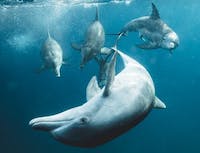 Pack of dolphins diving under