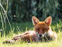 Fox laying and resting