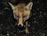 Fox walking on black soil