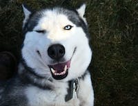 Husky tries to wink