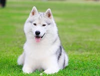 Husky sitting on a lawn