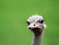 Ostrich looks blankly