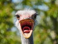 Ostrich looks at the camera with mouth agape