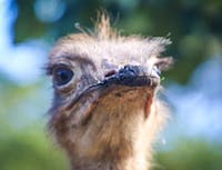 Ostrich triumphantly stares off into the distance
