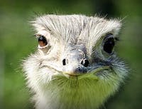 Ostrich looks at the camera