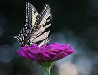 Butterfly rests on a purple flower