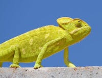 Chameleon on top a cement walk