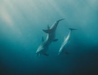 Pair of dolphins swimming together
