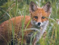 Fox in a field of grass