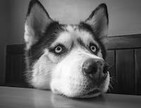 Husky rests its head on a table