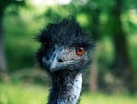 Ostrich looks at the camera with curiosity
