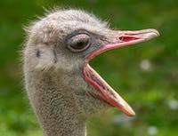 Ostrich looks to the right with mouth open